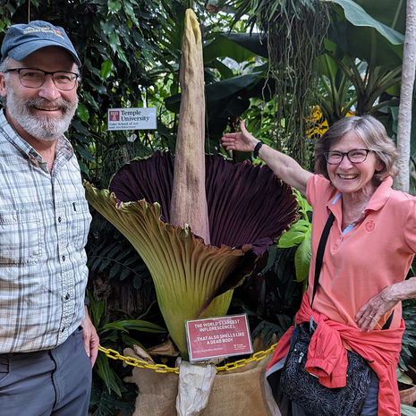 Visitors come to the Ambler Campus Greenhouse for the blooming of a new corpse flower.