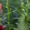 FLOWERS_0.jpg