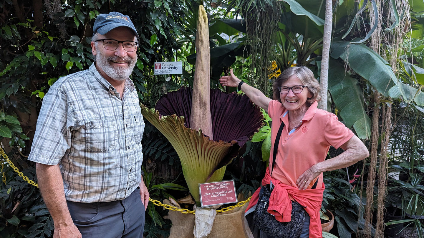 Visitors come to the Ambler Campus Greenhouse for the blooming of a new corpse flower.